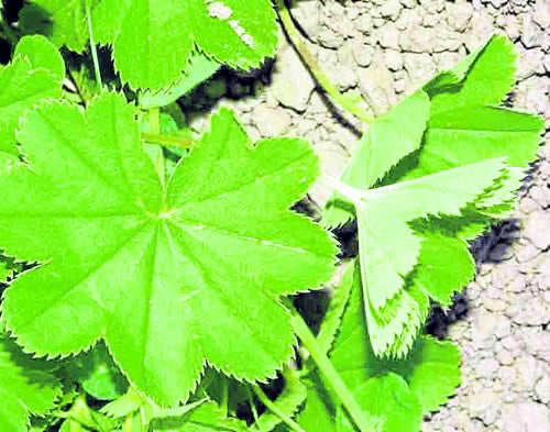 Alchemilla Sierrae Romo