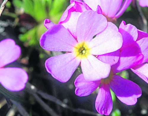 Androsace Cantábrica