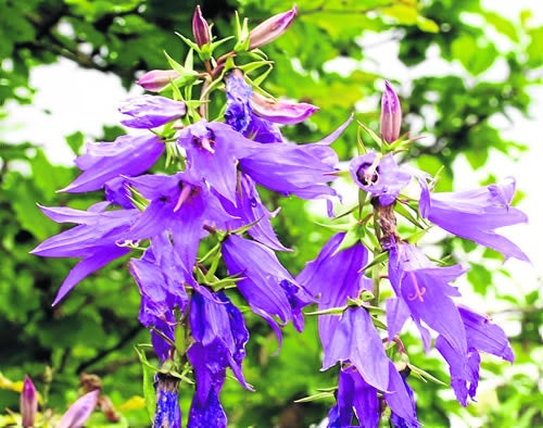 Campanula Latifolia