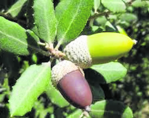 Encina