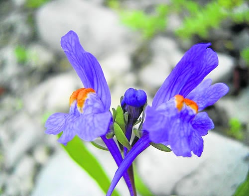 Linaria Alpina