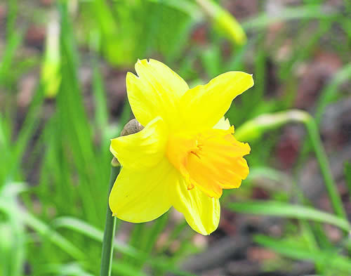 Narcissus Pallidiflorus