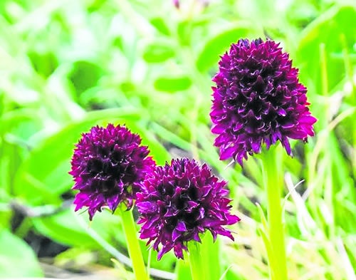 Nigritella Gabasiana