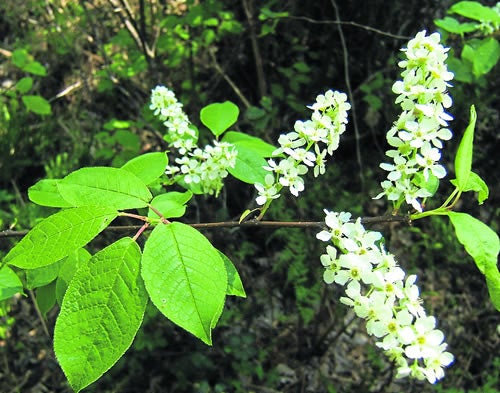 Prunus Padus
