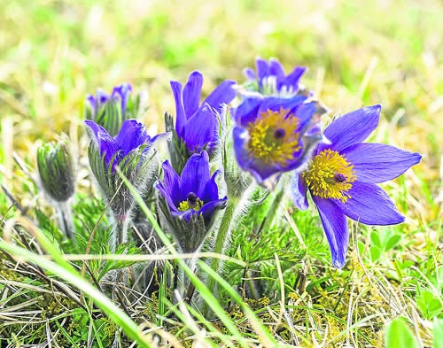 Pulsatilla (Flor del viento)