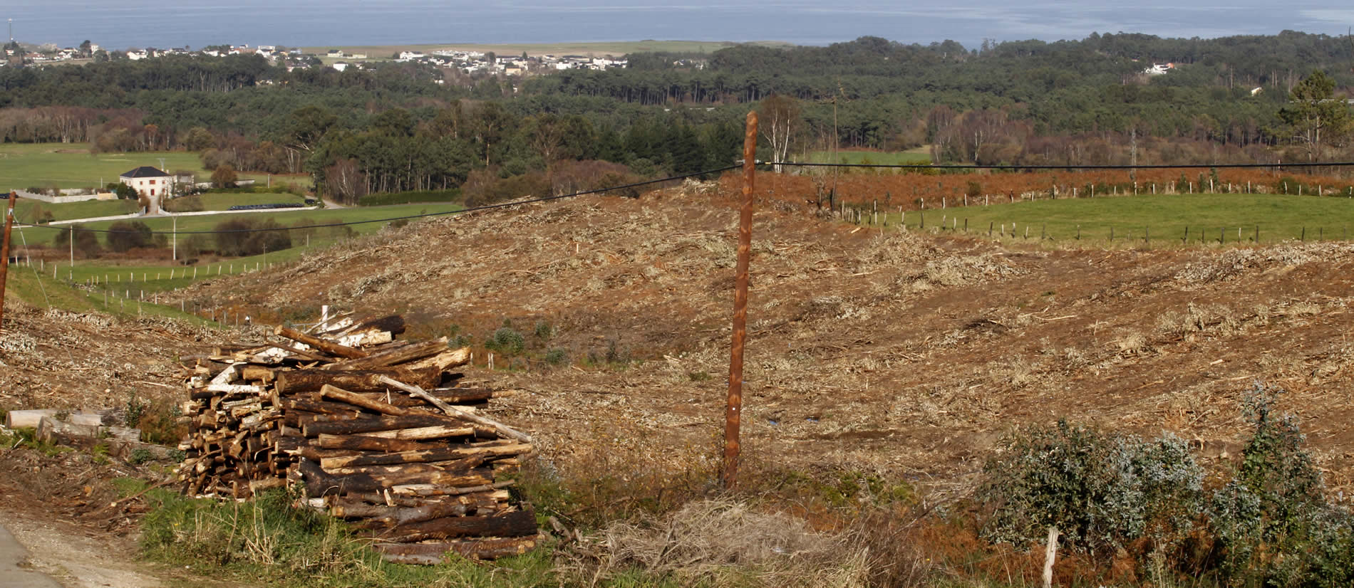 Acumulación de madera tras las talas de los árboles afectados por los incendios Acumulación de madera tras las talas de los árboles afectados por los incendios